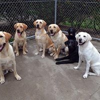 Guide Dogs NSW Day Tour Image -5a0bc90e70f8c